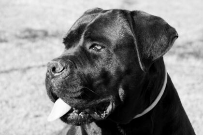 cane corso gigante