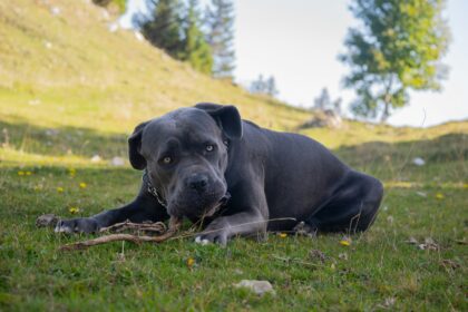 Cane Corso