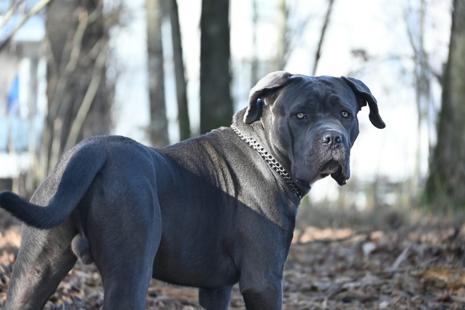 Cane Corso Italiano