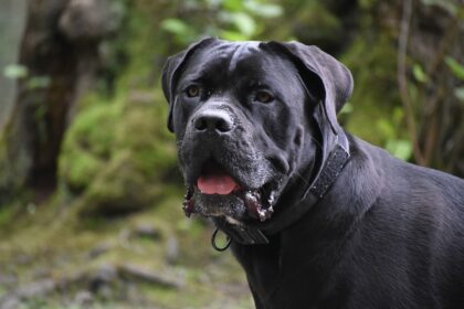 Cane Corso Nero