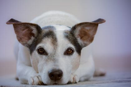 Nomi per cani maschi