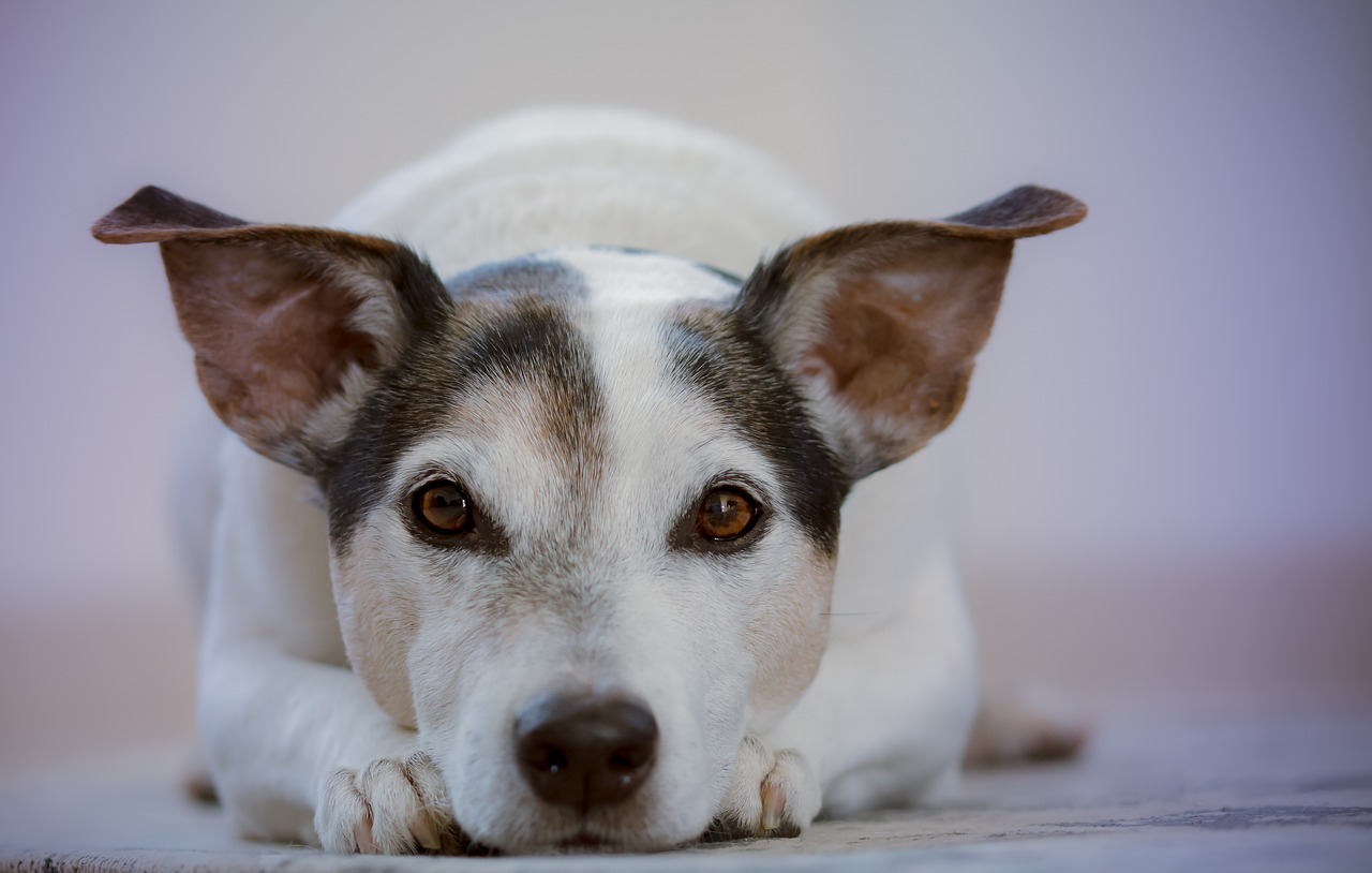 Nomi per cani maschi