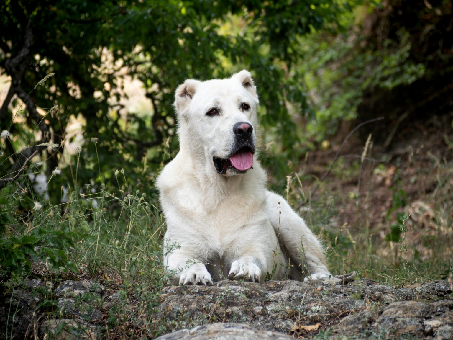 Cane da Pastore dell'Asia Centrale