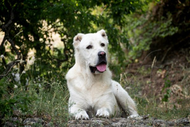 Cane da Pastore dell'Asia Centrale